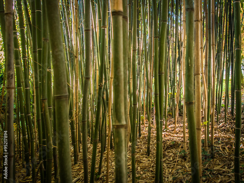 Bambus photo