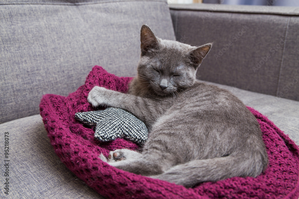 Obraz premium Katze liegt gemütlich auf dem Sofa