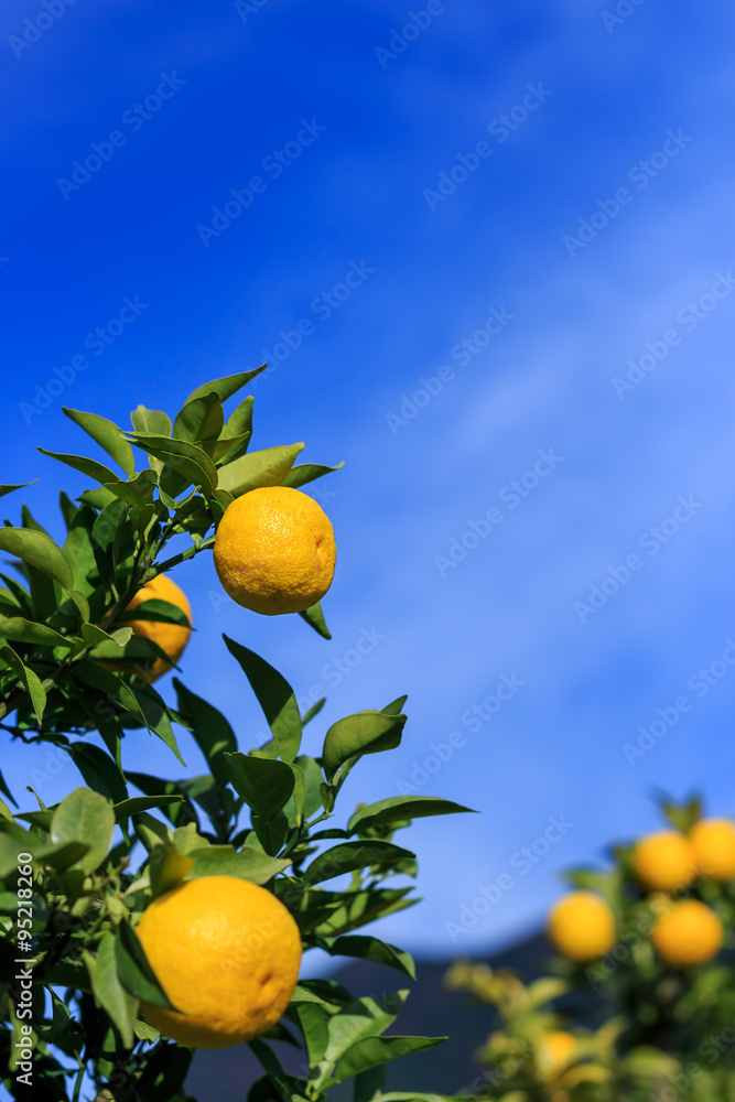 Yuzu: Citrus junos is a kind of Japanese citrus Yuzu: Citrus junos is a kind of Japanese citrus