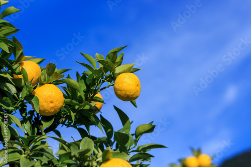 Yuzu: Citrus junos is a kind of Japanese citrus photo