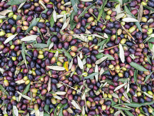 Oilive oil production. Unwashed olives prior to processing. photo