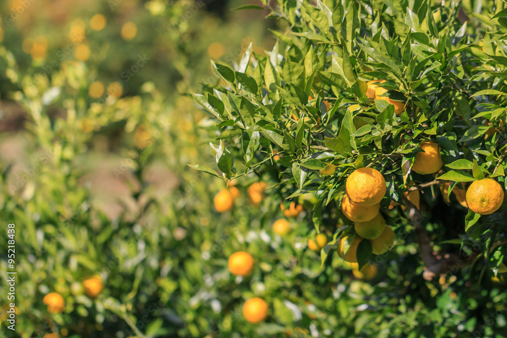 Yuzu: Citrus junos is a kind of Japanese citrus