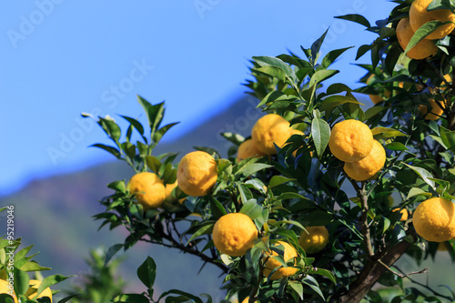 Yuzu: Citrus junos is a kind of Japanese citrus photo