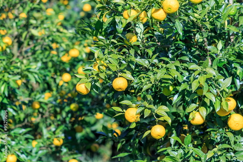 Yuzu: Citrus junos is a kind of Japanese citrus