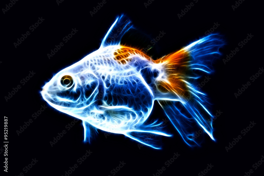 Fancy Goldfish Isolated Fancy Goldfish Isolated
