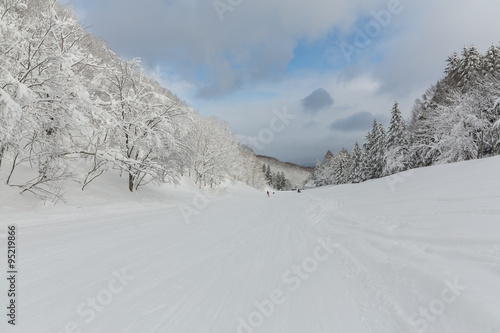 Snow covered rime trees, Rusutsu, Hokkaido, Japan