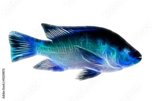 Tilapia Fish Illustration