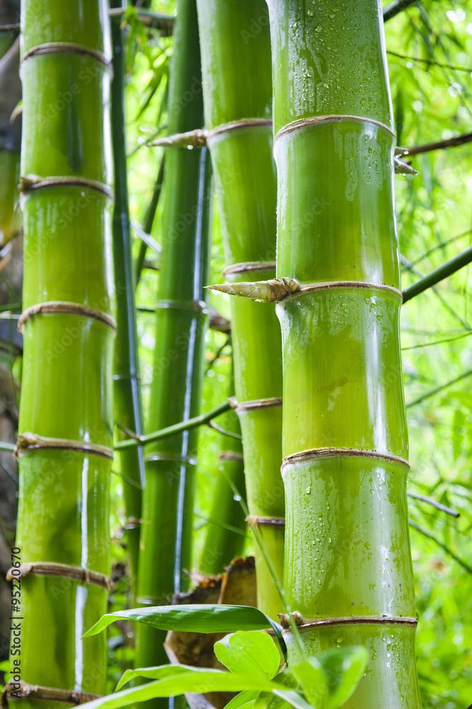 Fototapeta premium Green bamboo nature backgrounds