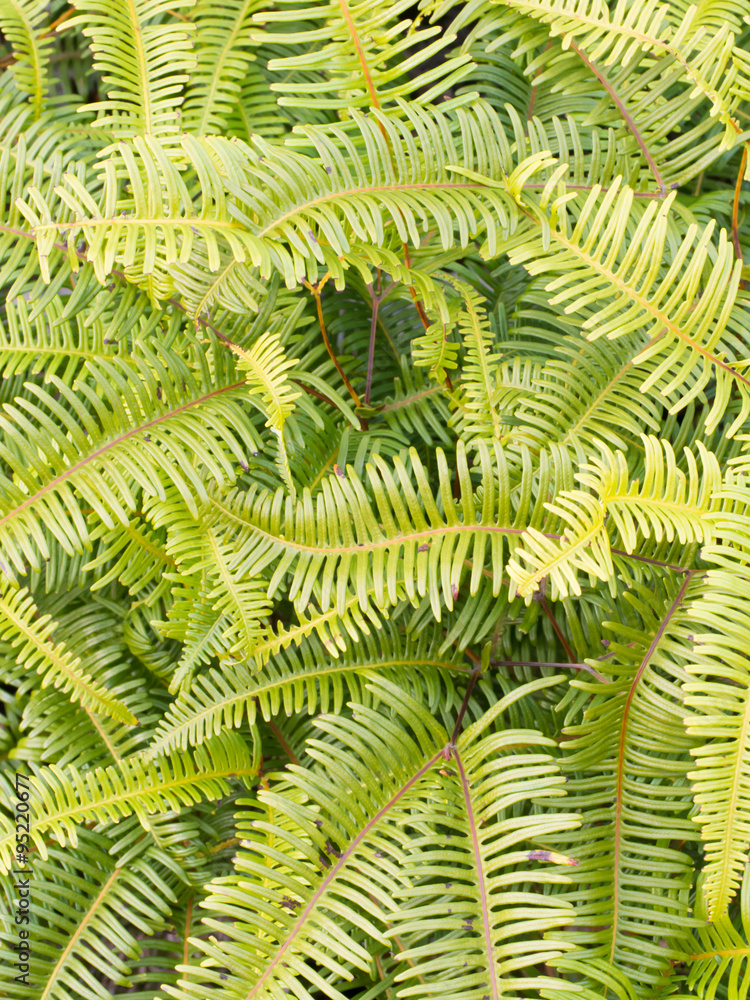 シダ植物 シダ植物