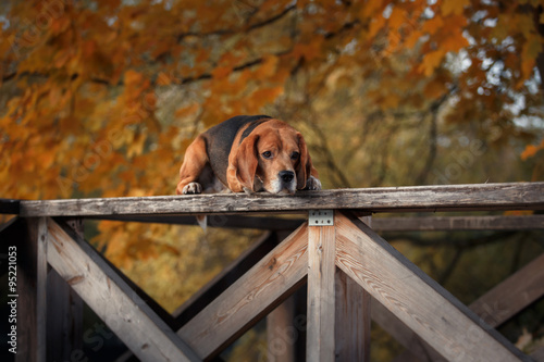 Dog Beagle walking in autumn park