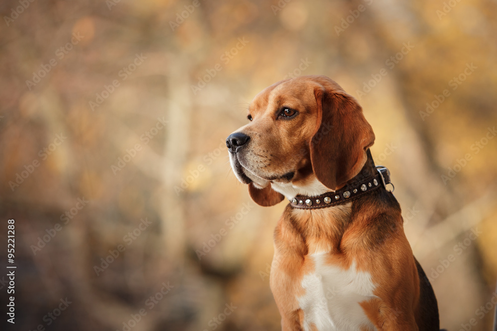 Dog Beagle walking in autumn park