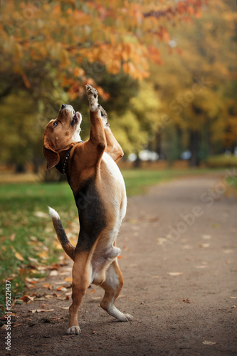 Dog Beagle walking in autumn park