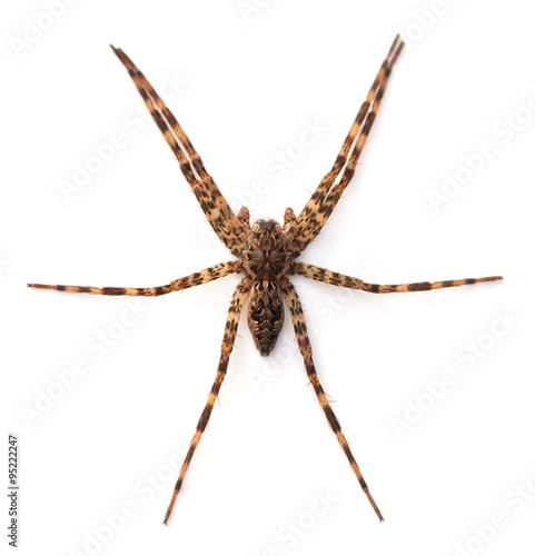 Fishing Spider on a White Background