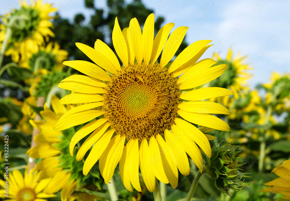 blooming sunflower background blooming sunflower background