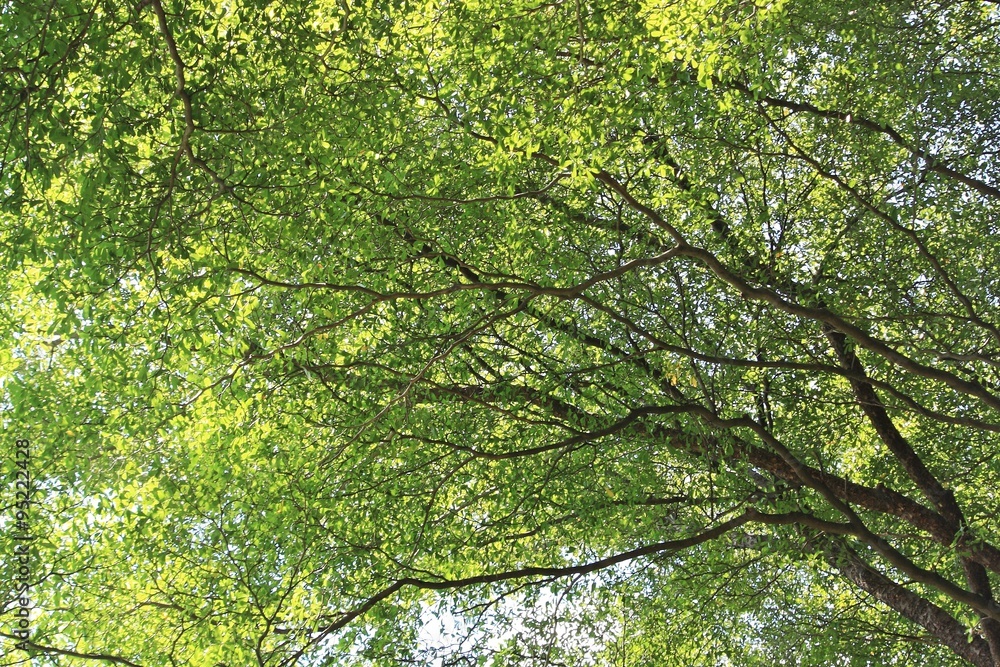 Fototapeta premium Green Trees or Terminalia ivorensis