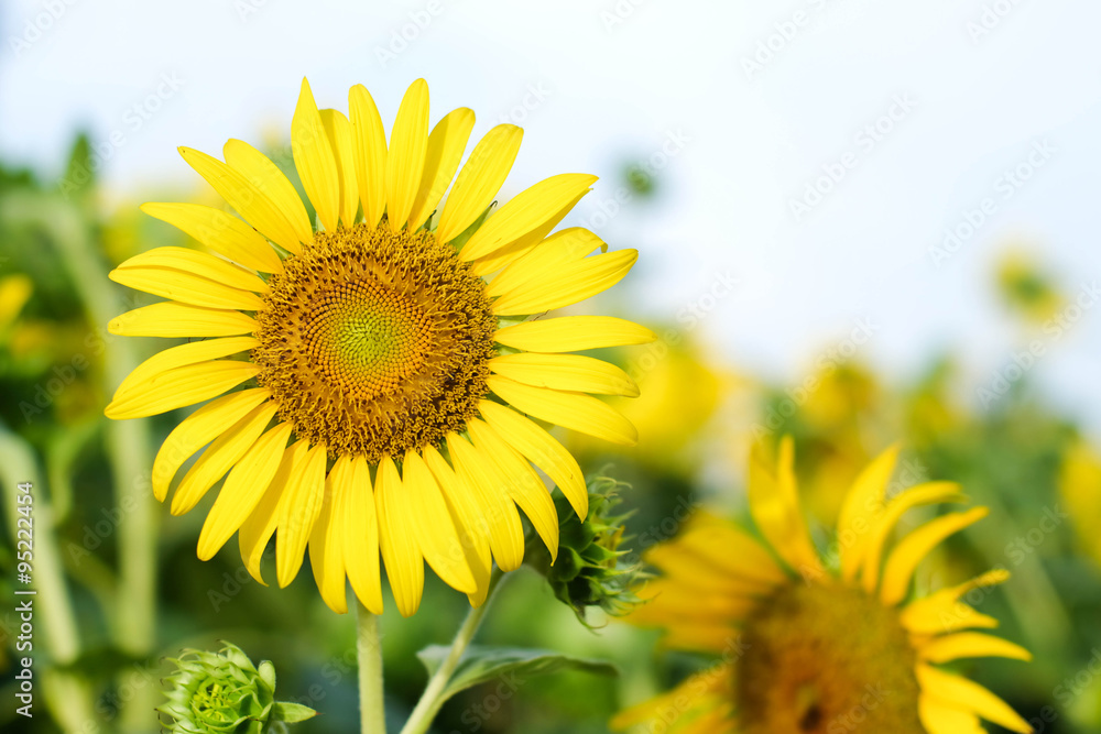 blooming sunflower background