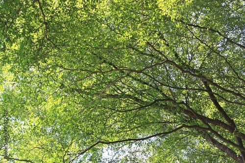 Green Trees or Terminalia ivorensis © pimonpim