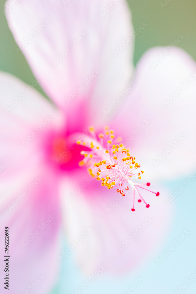 macro shot of hibiscus flower, flower background.