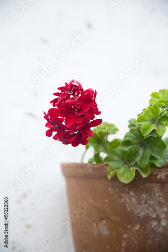 Fototapeta Naklejka Na Ścianę i Meble -  Potted red geranium