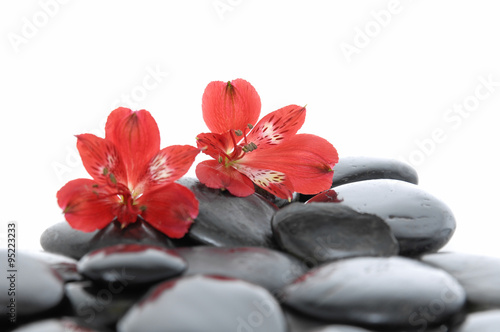 Two red orchid on black stones