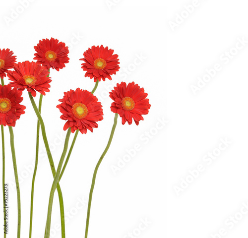 Set of  gerbera flowers isolated 