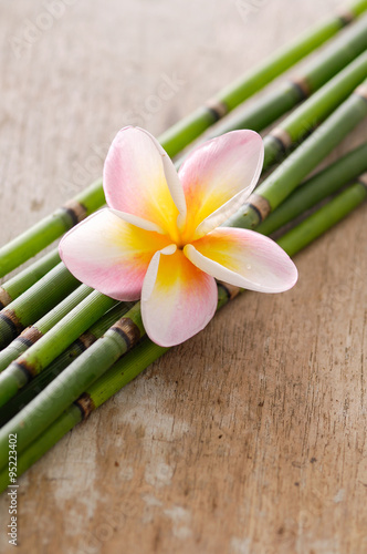 
frangipani with thin bamboo grove on wooden background

