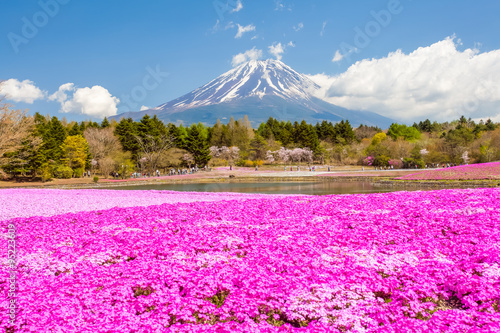 Mountain Fuji and pink moss field in spring season