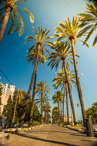 Palm trees in Palma de Mallorca