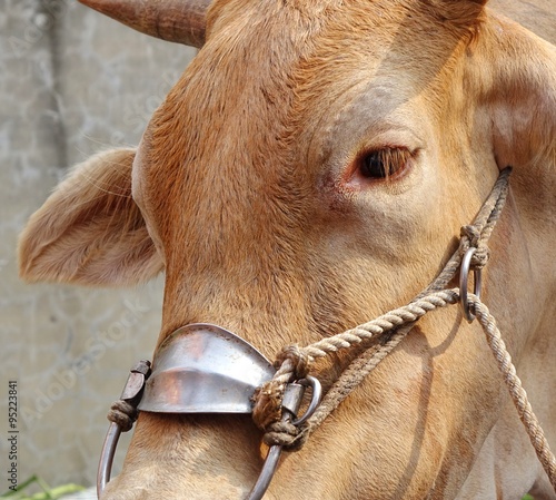Closeup of an Ox with Harness