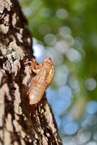 Husk of cicada 