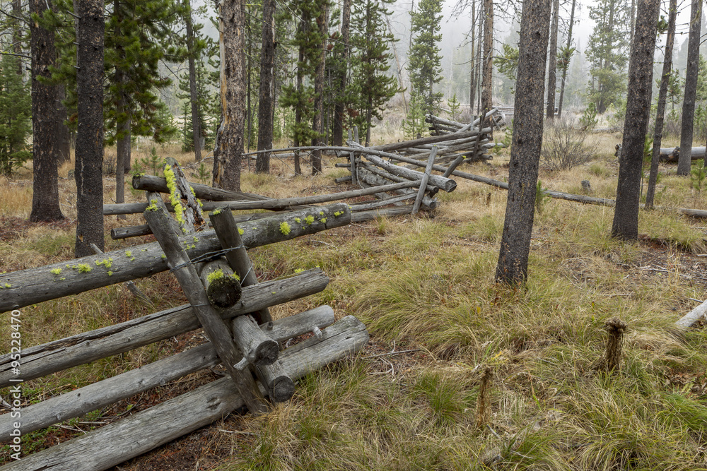 Wood fence within trees. Wood fence within trees.