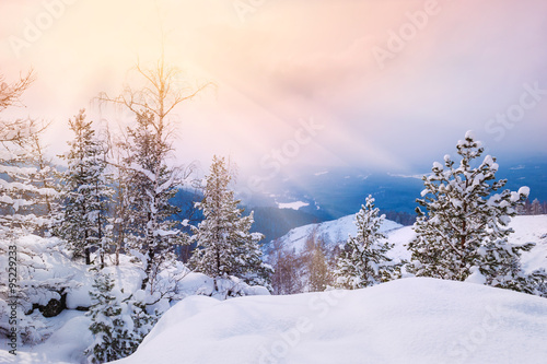 Snow covered trees in the mountains at sunset