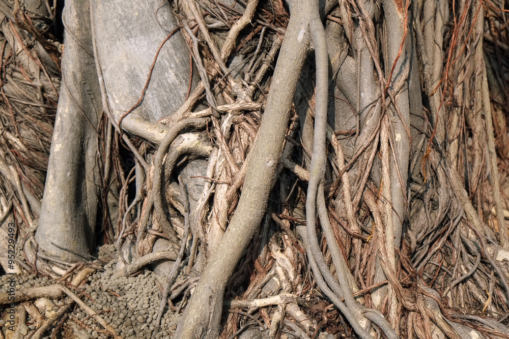 Root/Abstract texture background of roots of the ficus tree.