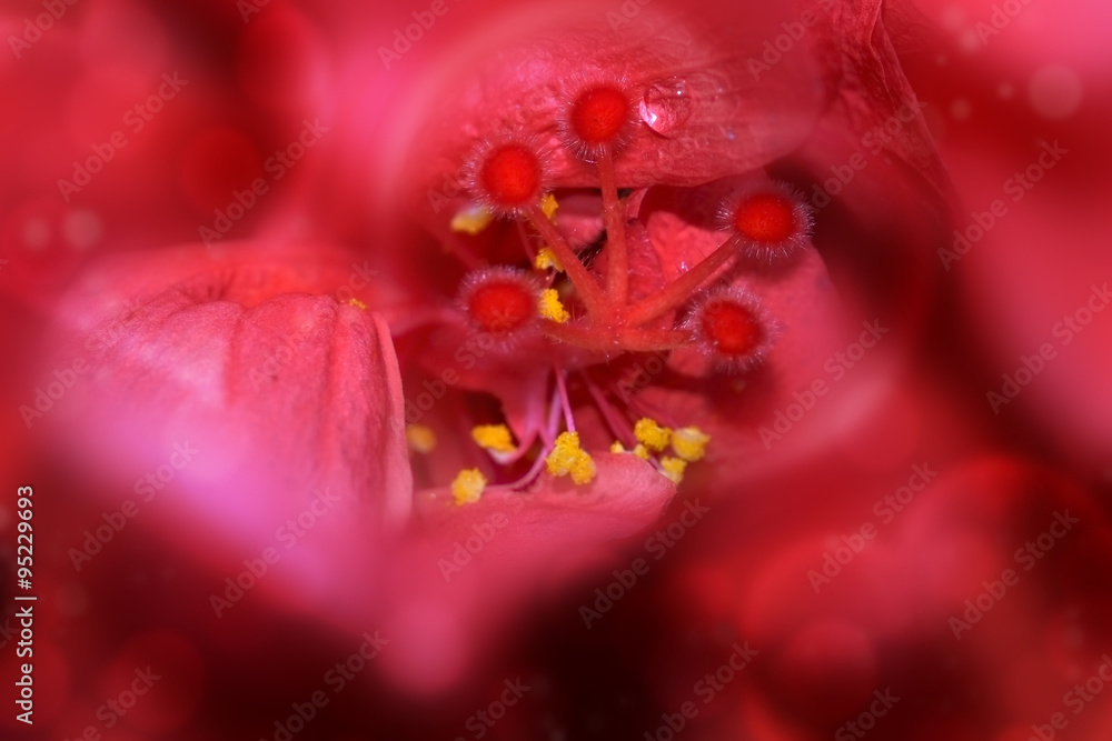 Blur of red hibiscus flower/Blur of red hibiscus flower with heart. Blur of red hibiscus flower/Blur of red hibiscus flower with heart.
