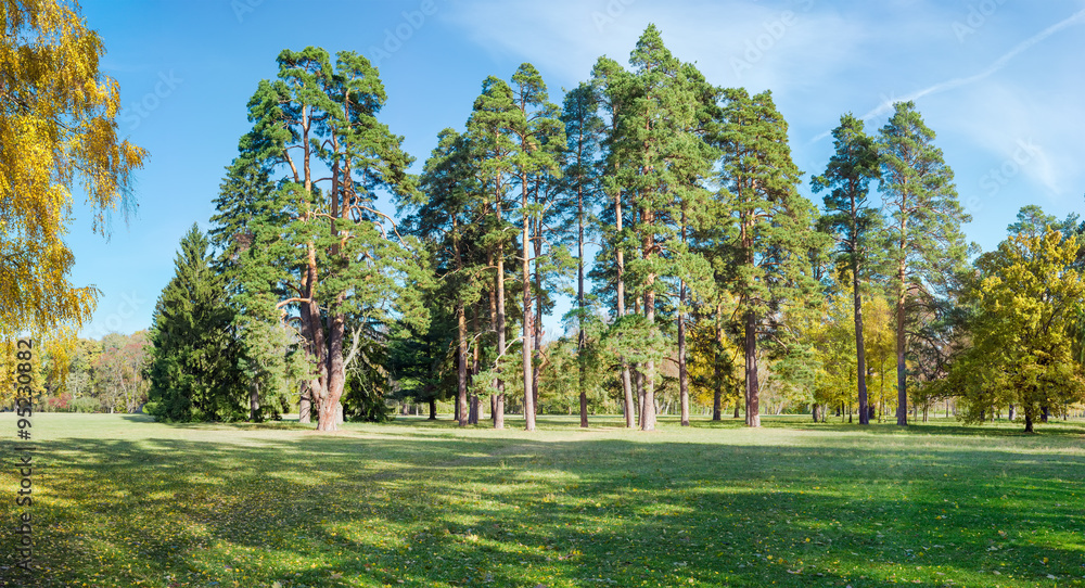 Obraz premium Group of pines among a large glade in the park