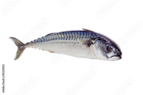 Raw atlantic mackerel on a light background