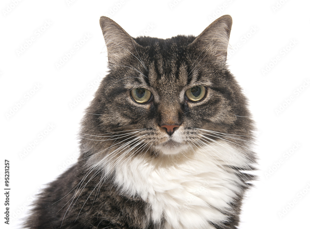 Portrait of a cat closeup..