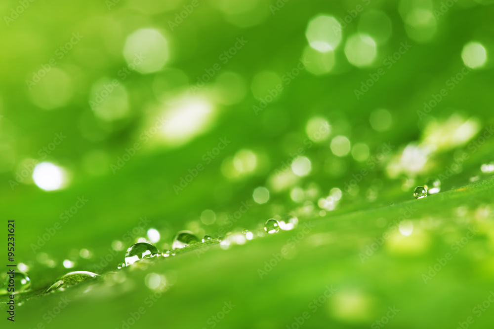 Water drops and green leaf texture background