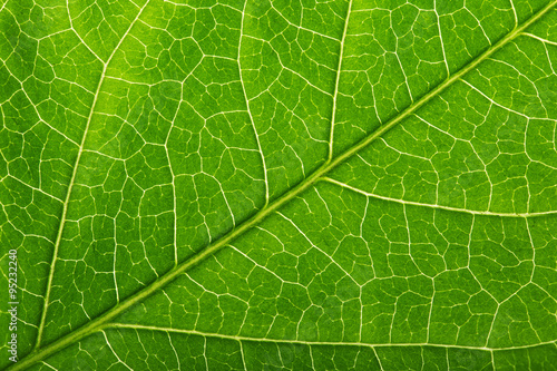 Green fresh plant background