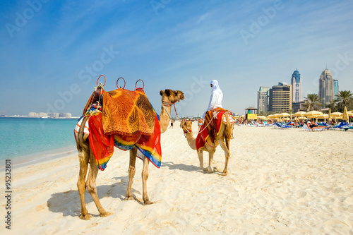 Dubai, camels on the  beach of the Oasis resort in the new Marina quarter