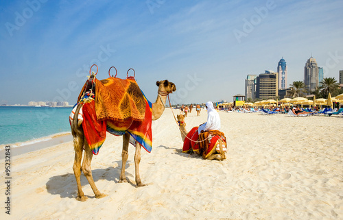 Dubai, camels on the  beach of the Oasis resort in the new Marina quarter