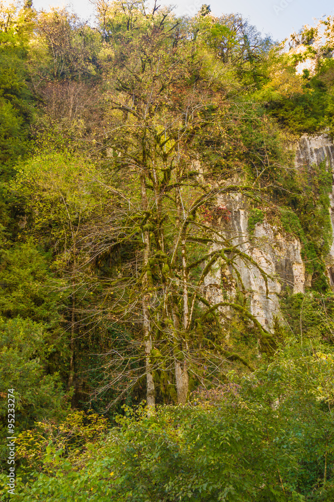 Obraz premium Natural landscape of Abkhazia