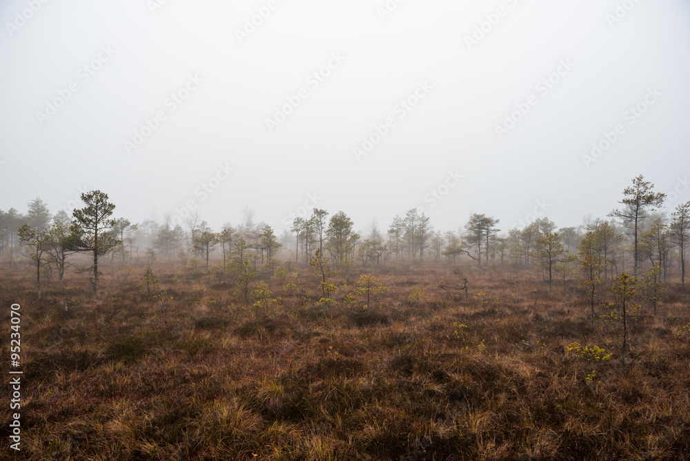 Morning in the Kemeri National Park. Latvia Morning in the Kemeri National Park. Latvia