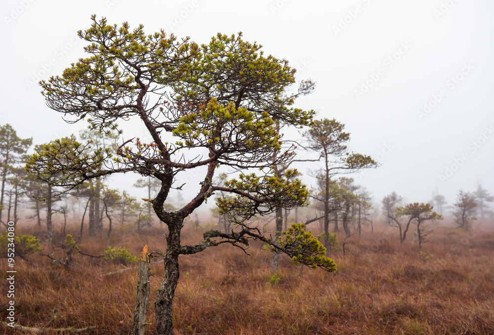 Morning in the Kemeri National Park. Latvia Morning in the Kemeri National Park. Latvia