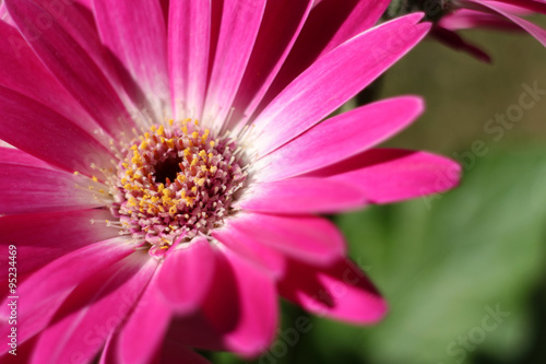 pink and white gerbera close up