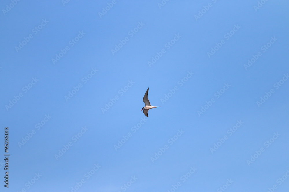 Obraz premium Lonely white seagull flying in clear blue at sunny summer day