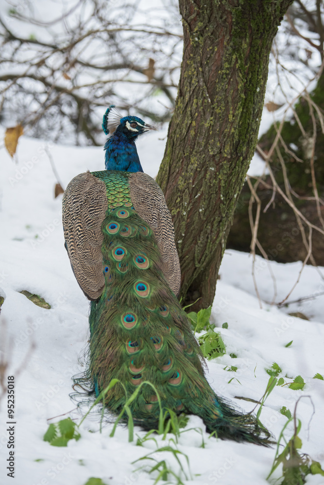 Naklejka premium Peacock in the snow