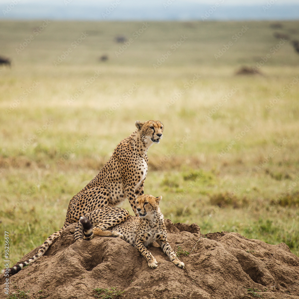 Naklejka premium Cheetah in nature