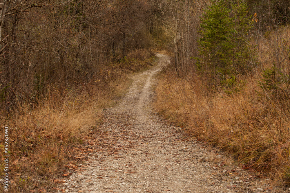 Image of a path with trees and meadows Image of a path with trees and meadows