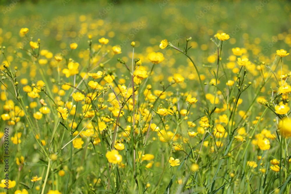 Many wild yellow flowers on green meadow at sunny summer day